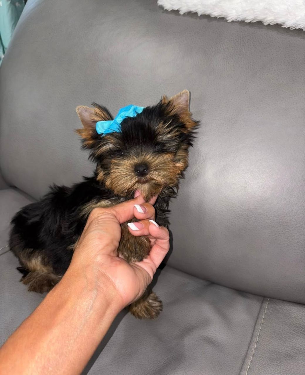 Gidget - Image 2