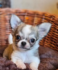 Frankie