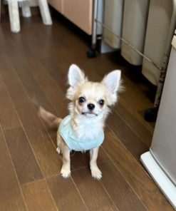 Maxine