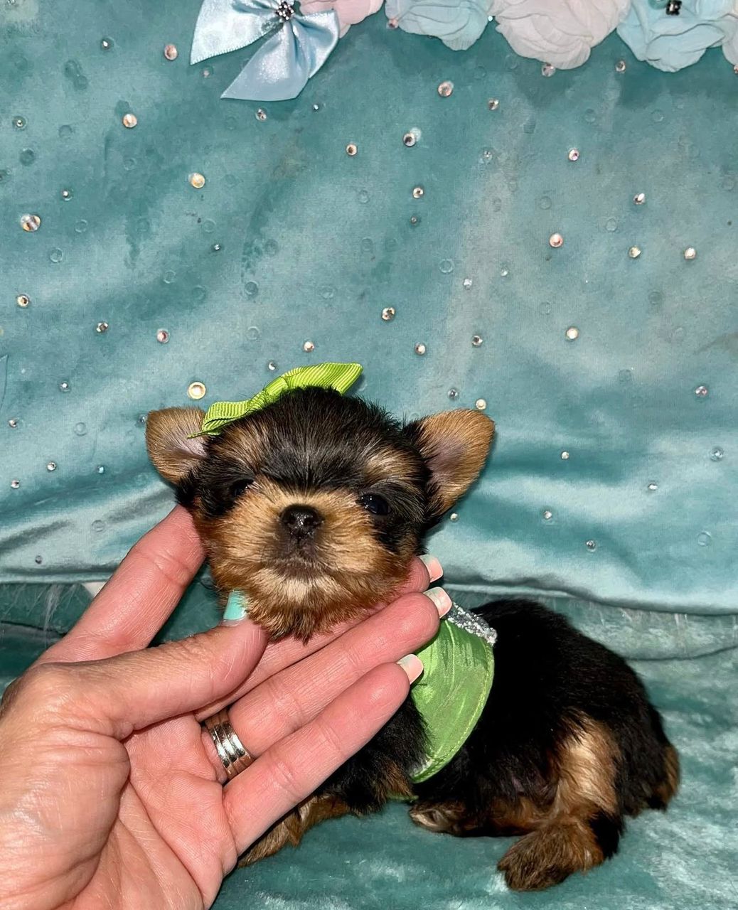 Otto - Image 2