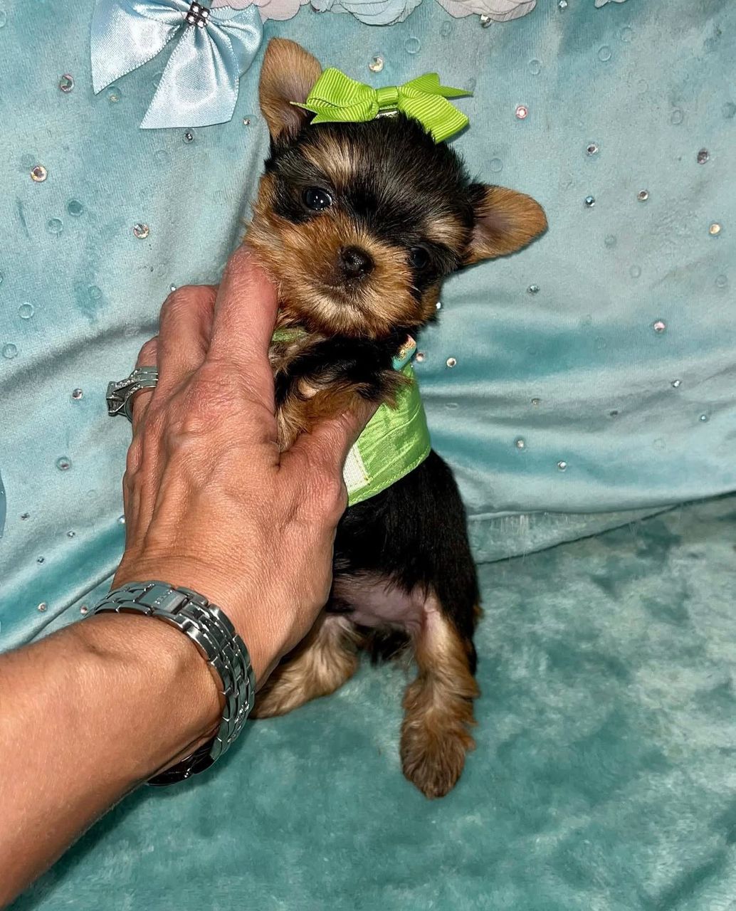 Otto