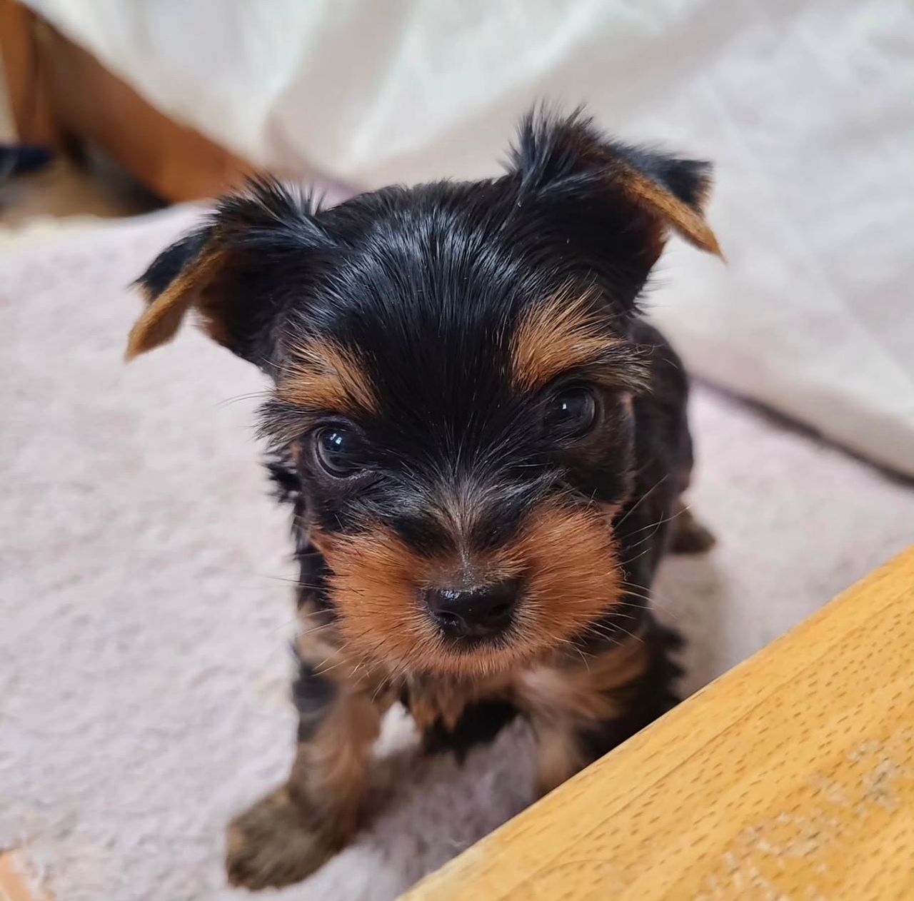 Levi